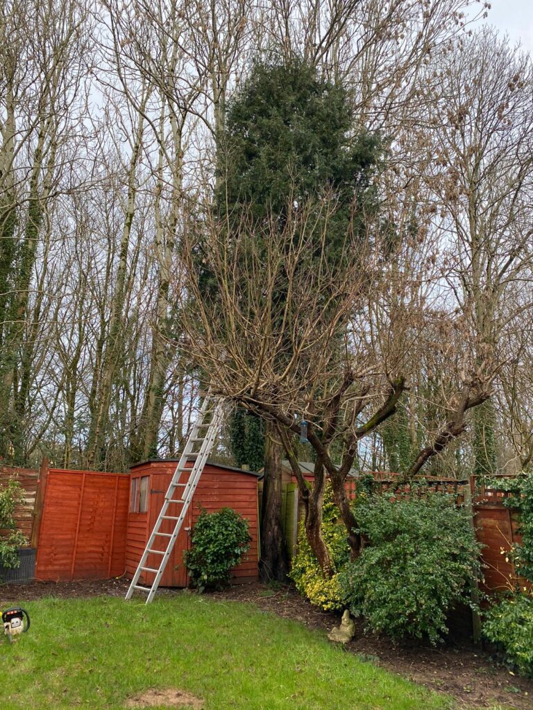 Tree Surgeon Cardiff