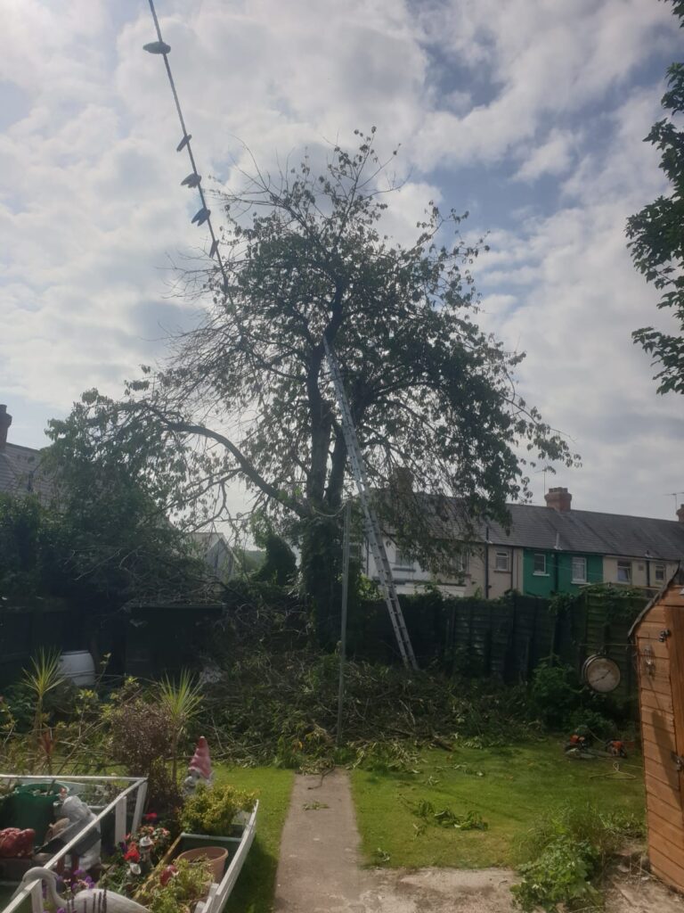 tree surgery cardiff