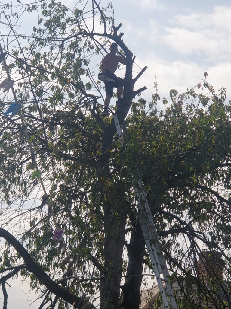 tree surgery cardiff