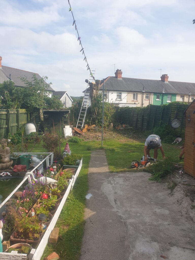 tree surgery cardiff