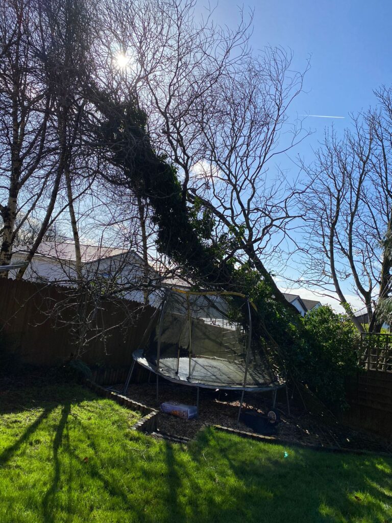 tree Surgery ebbw Vale