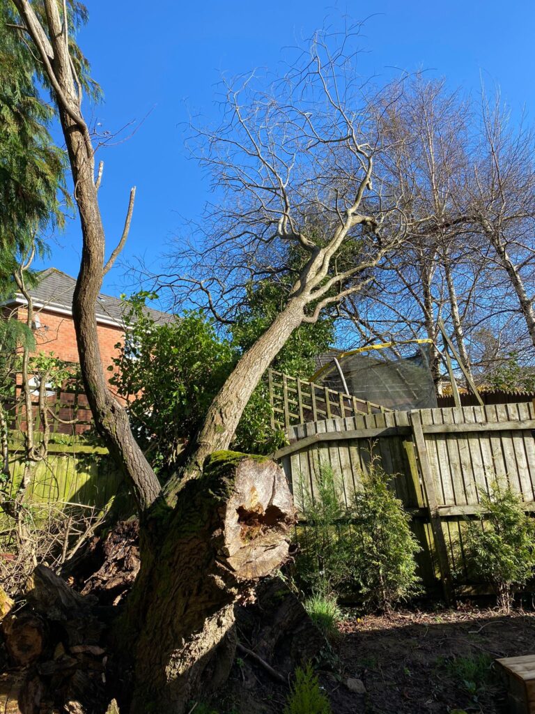 tree Surgery ebbw Vale