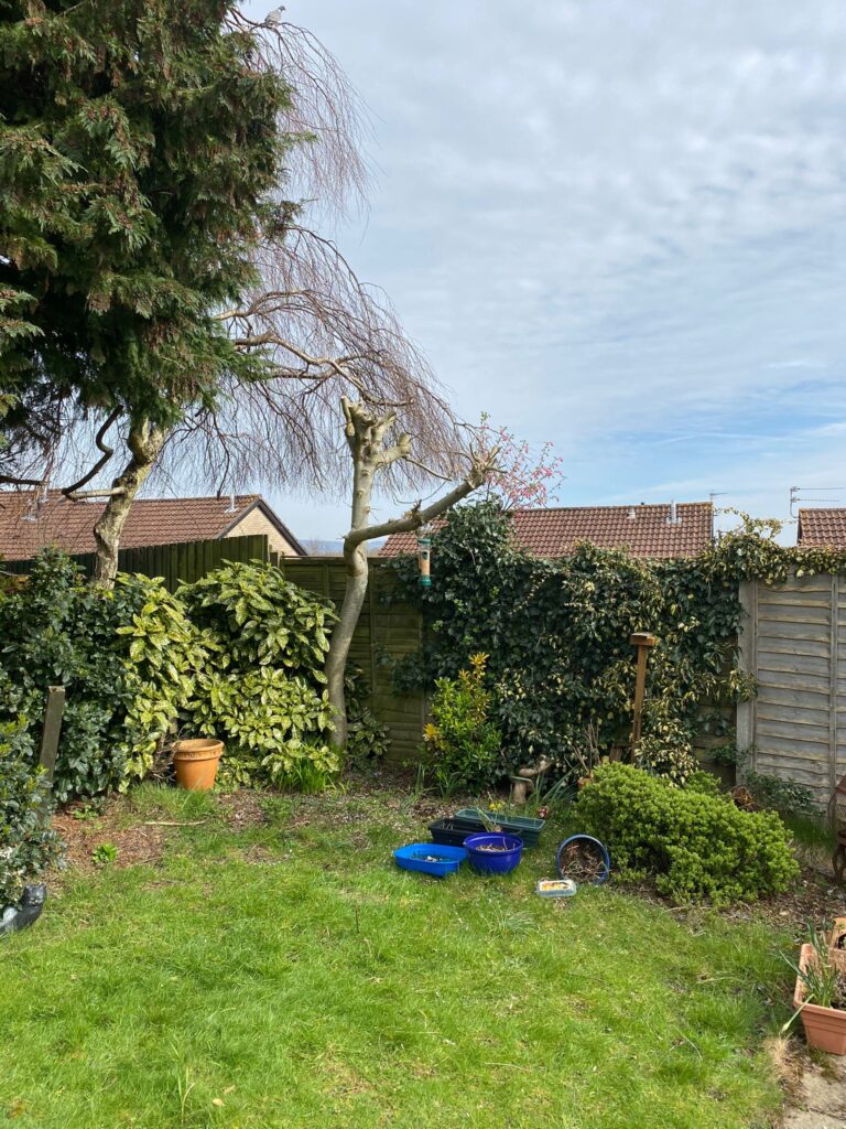 tree surgery chepstow