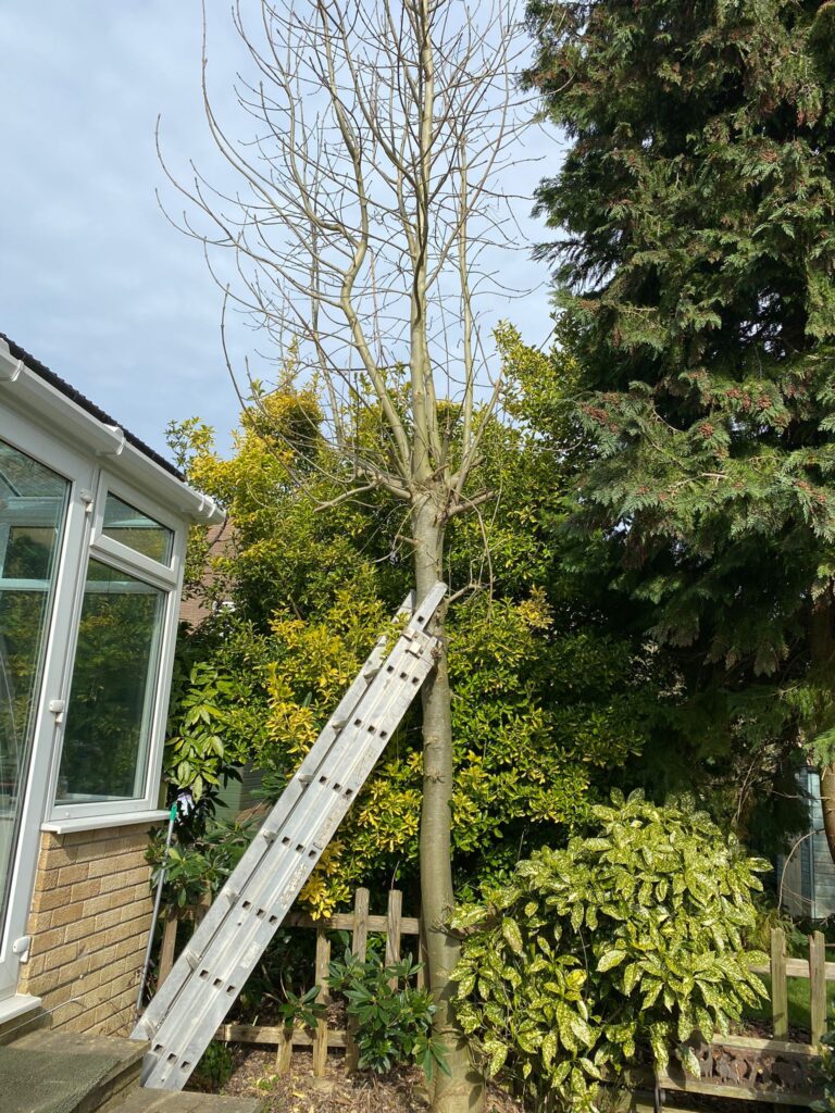 tree surgery chepstow