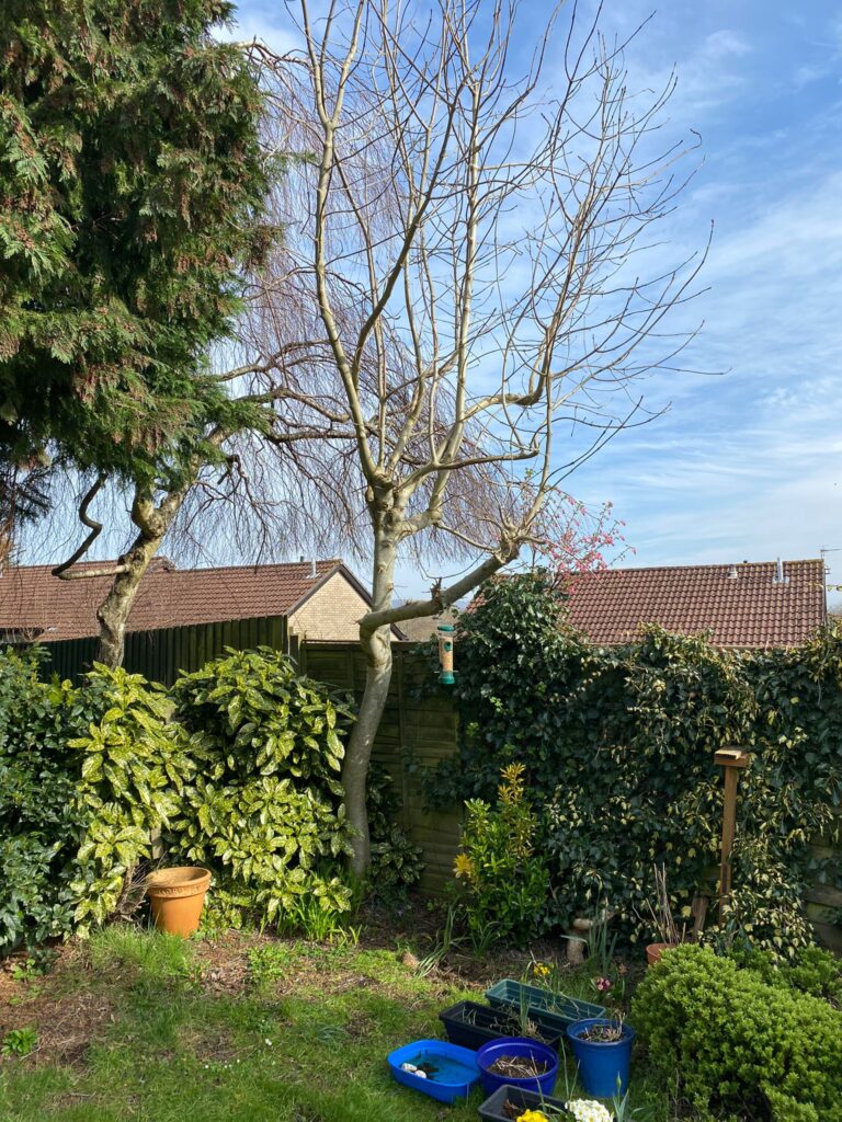 tree surgery chepstow